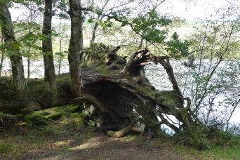 Loch Trool walk